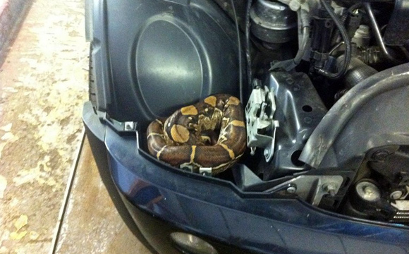 Britanac pronašao zmiju u automobilu
