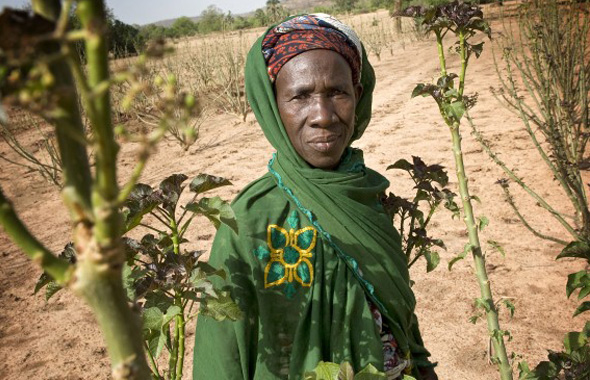 Kia će donirati 1,5 miliona evra za sađenje jatropha grmova u Africi