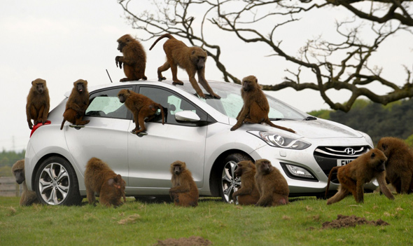Hyundai i30 izdržao napad 40 majmuna + VIDEO