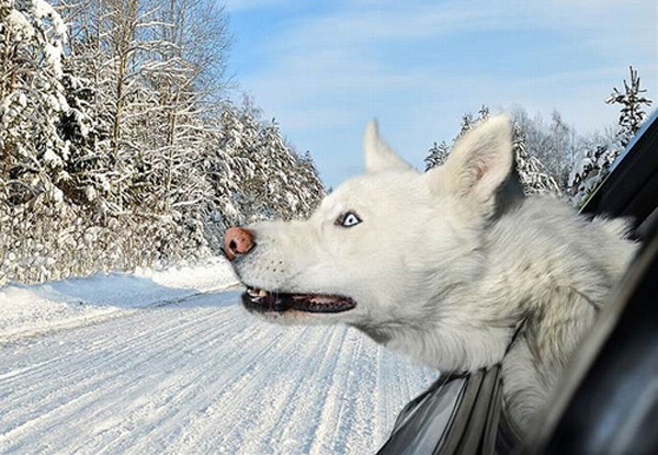 Pas u automobilu - Zanimljive fotografije