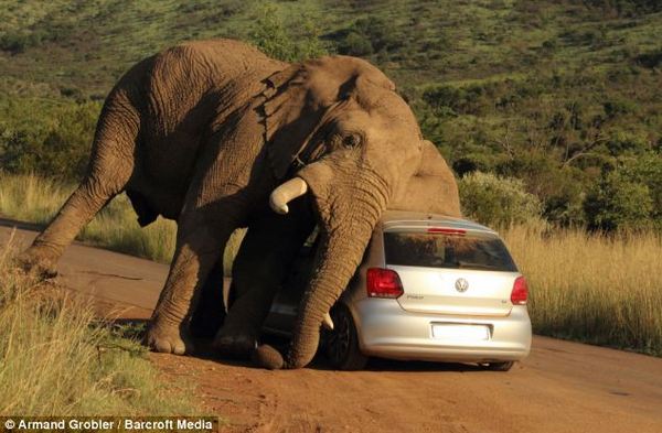 Turiste u automobilu zaustavio slon - pogledajte kako!