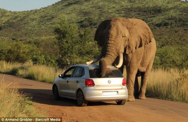 Turiste u automobilu zaustavio slon - pogledajte kako!