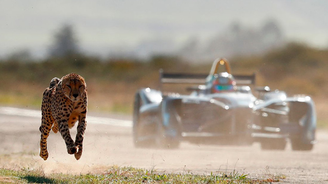 Ko je brži - gepard ili Formula E? (VIDEO)