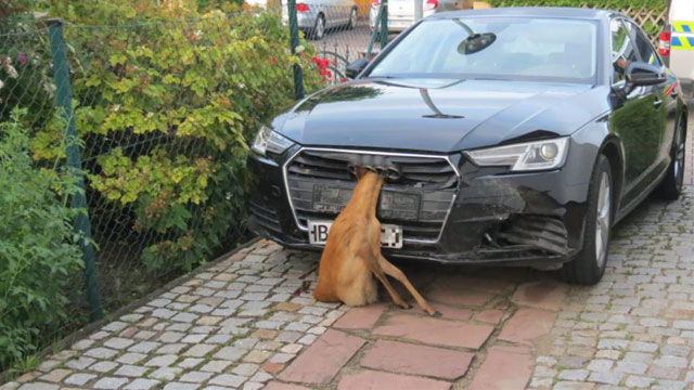 Šok nakon udarca - Žena je vozila auto sa srndaćem u maski hladnjaka do svoje kuće (FOTO)