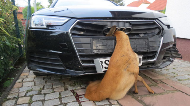 Šok nakon udarca - Žena je vozila auto sa srndaćem u maski hladnjaka do svoje kuće (FOTO)