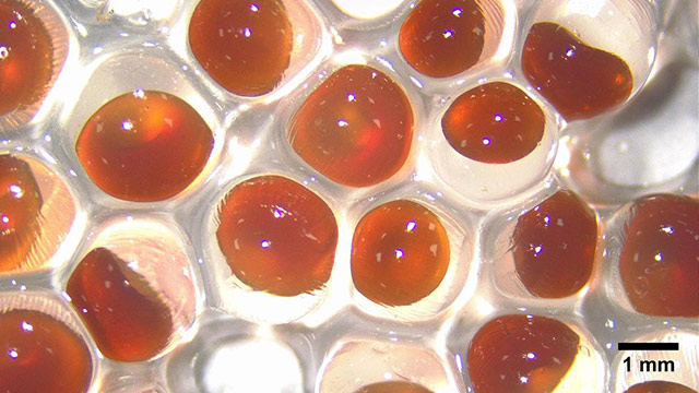 Britanski stručnjaci napravili asfalt koji se samostalno popravlja