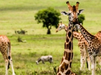 Safari Rally Kenya 2026 - Atmosfera