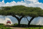 Safari Rally Kenya 2026 - Elfyn Evans