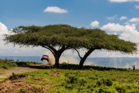 Safari Rally Kenya 2026 - Oliver Solberg