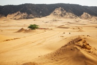 WRC Rally Saudi Arabia 2025 - Atmosfera