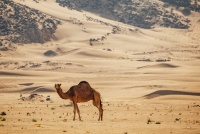 WRC Rally Saudi Arabia 2025 - Atmosfera