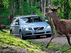 Volvo razvija sistem za izbegavanje kontakta s divljim životinjama