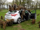 Hyundai i30 izdržao napad 40 majmuna + VIDEO
