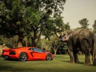 Lamborghini Aventador pozira sa slonom