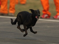 F1 VN Indije 2012 - Staza zaštićena od pasa lutalica