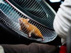 Hrčak - kaskader u Volvo kamionu + VIDEO