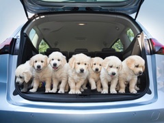 Psi na putovanju: Opel nudi prostor i još nešto više za čitav čopor